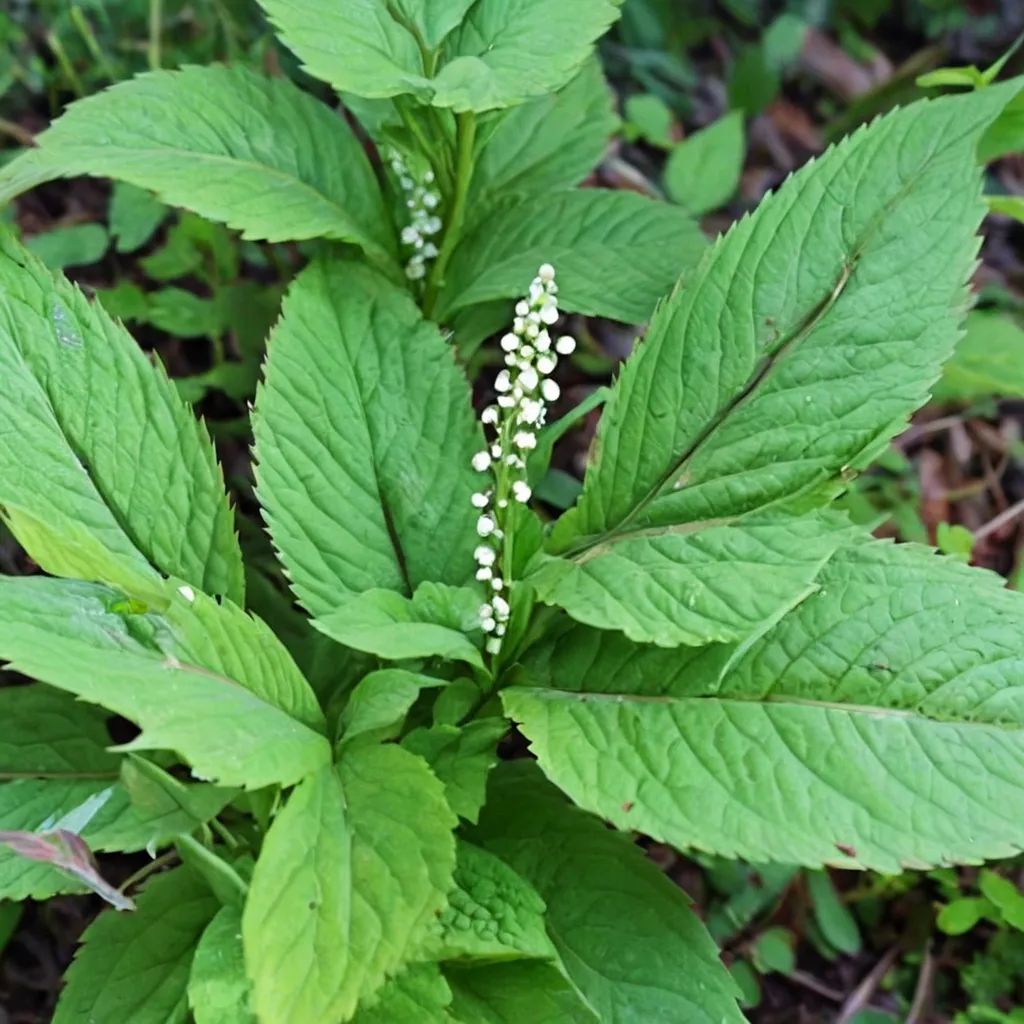 Chloranthus serratus