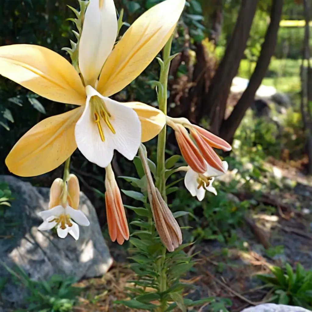 Tulipa tulipaceae 'Dynasty'