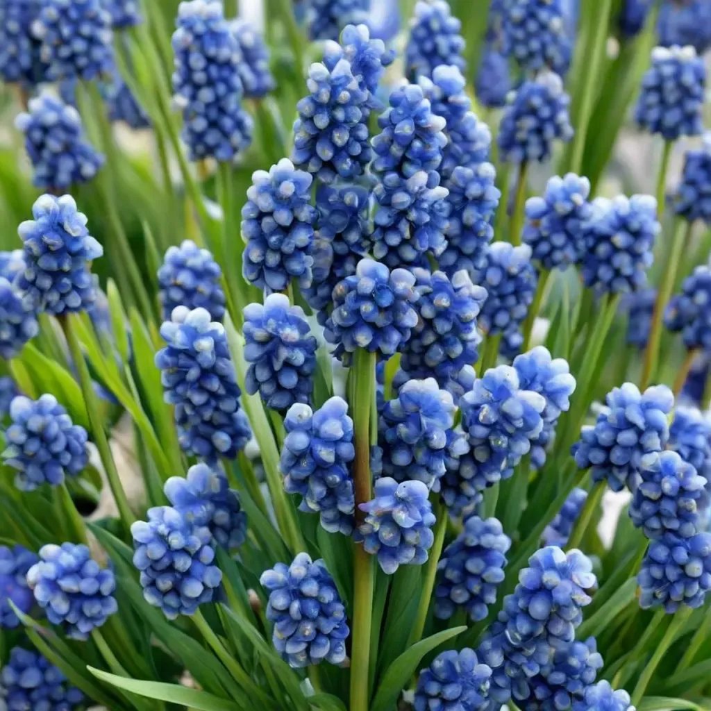Muscari aucheri 'Blue Magic'