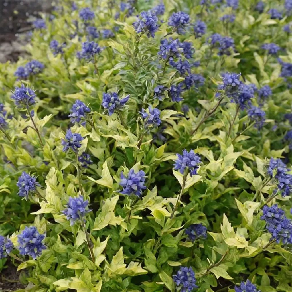 Caryopteris x clandonensis 'Gold Crest'