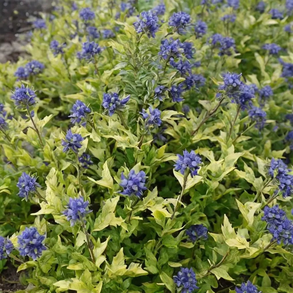 Caryopteris x clandonensis 'Gold Crest'