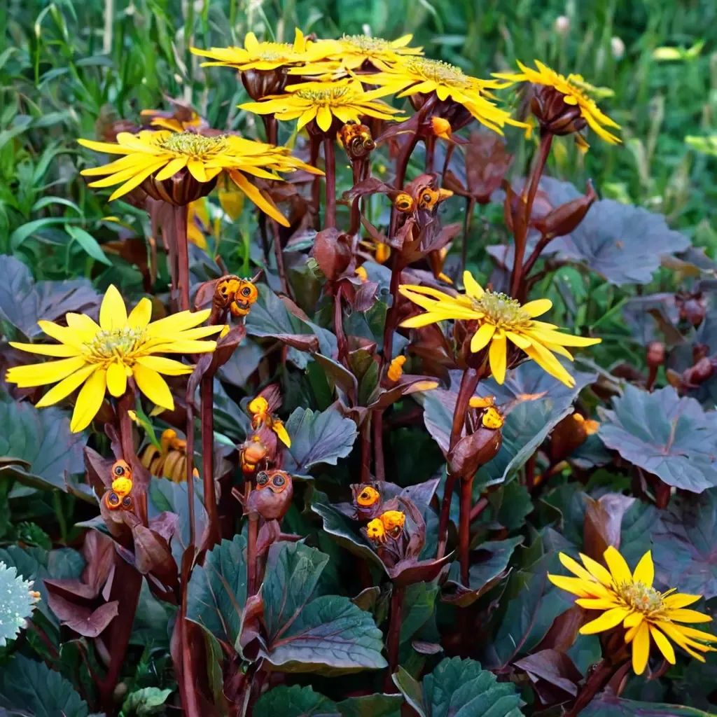 Ligularia ghislaine 'BBQ Banana'