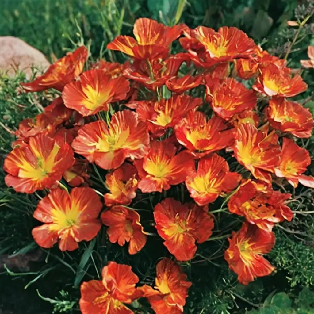 Eschscholzia californica 'Strawberry Fields'