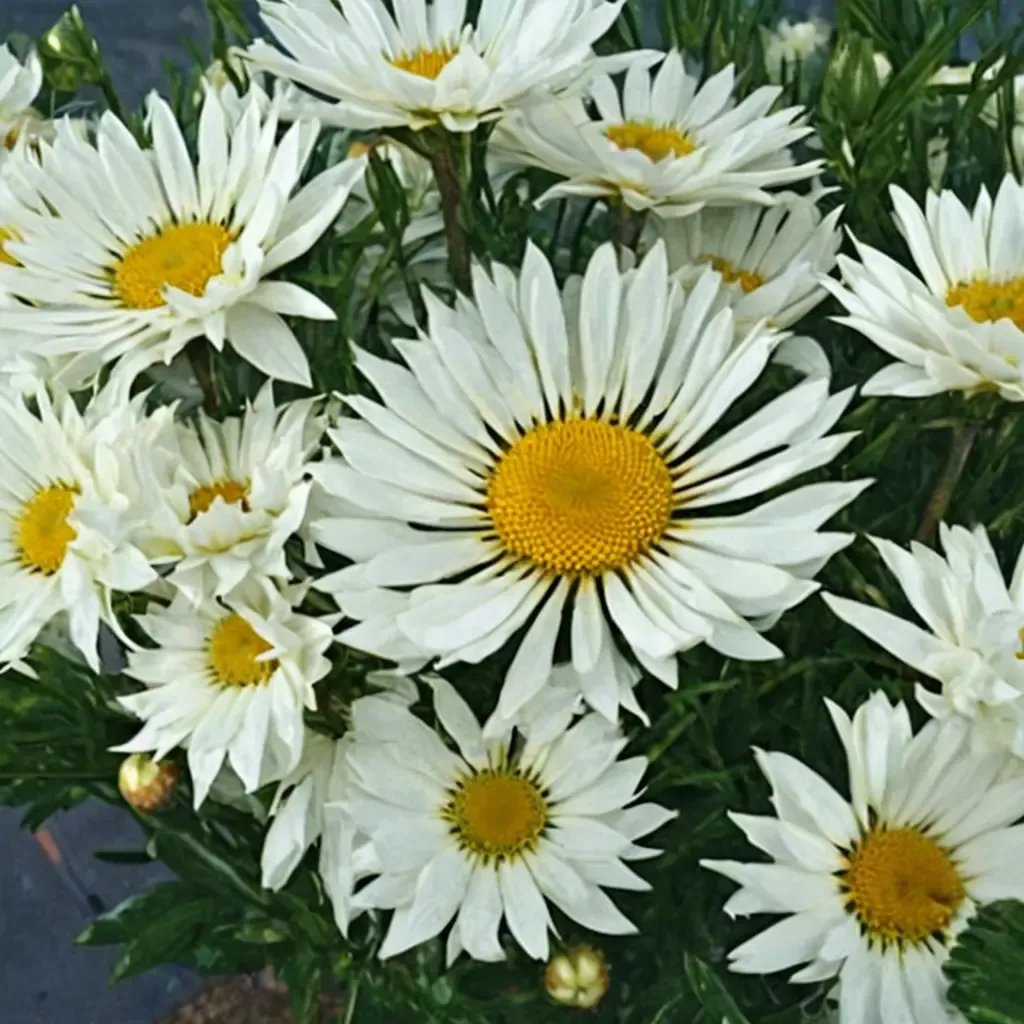 Leucanthemum vulgare 'Real Neat'