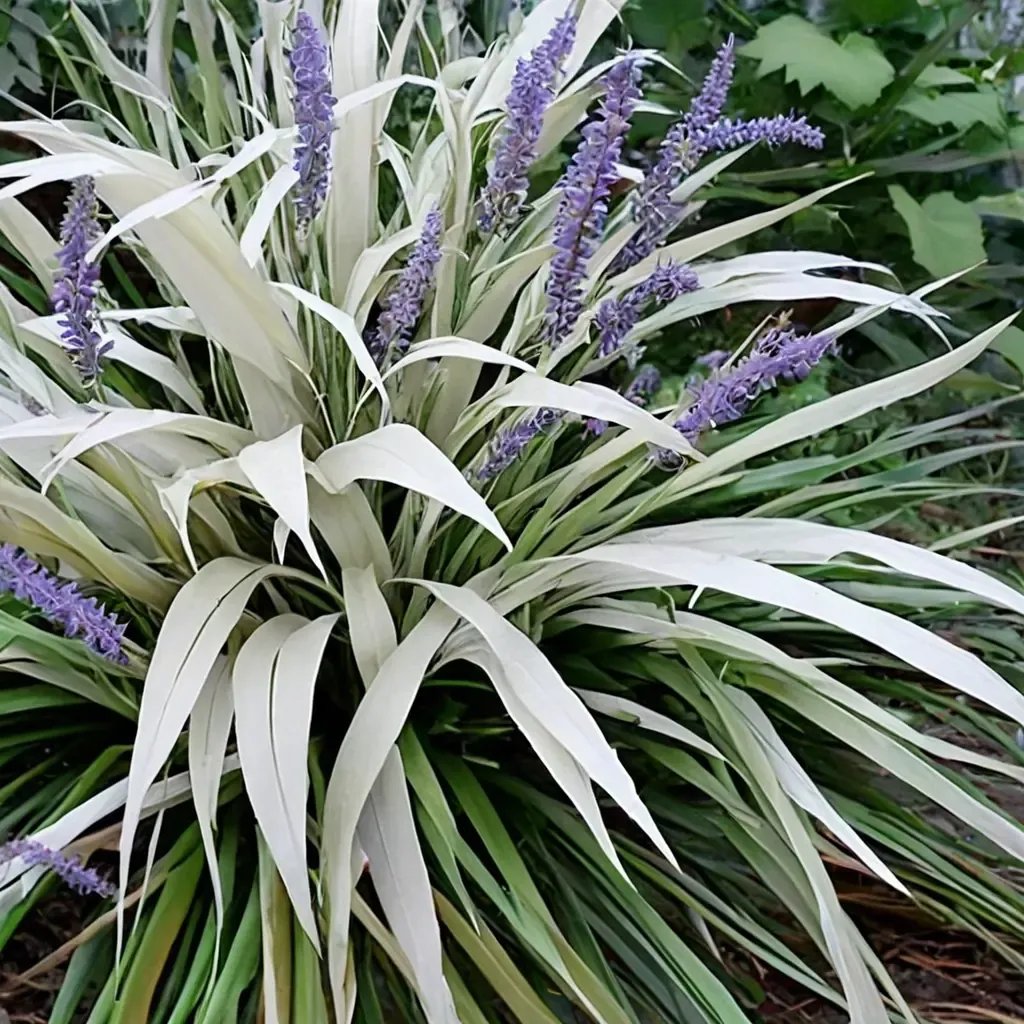Liriope muscari 'Okina'