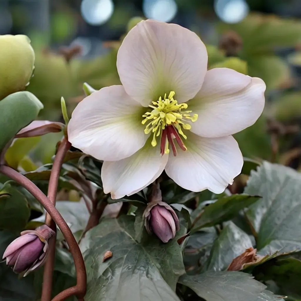 Helleborus niger 'HGC Ice'