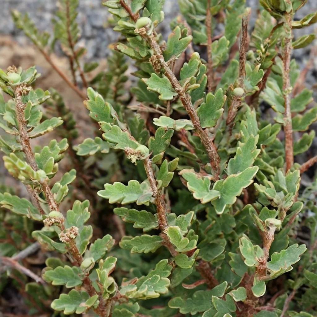 Star-scaled Fern