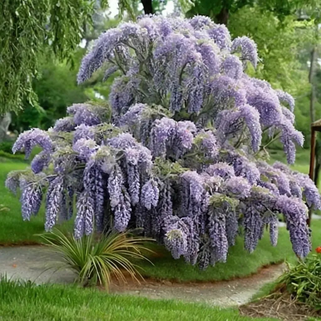 Wisteria sinensis 'Amethyst Falls'