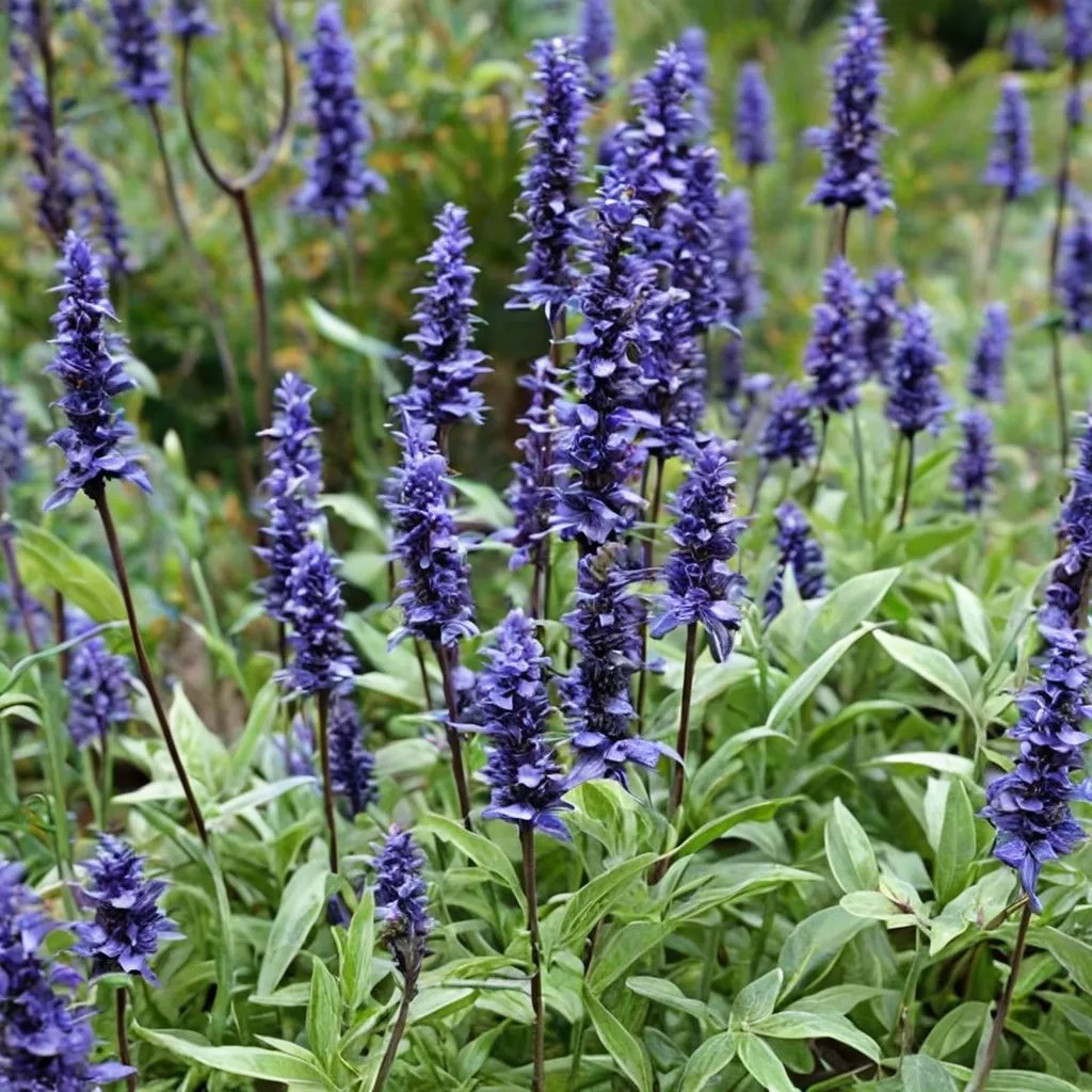 Salvia farinacea 'Blue Bedder'