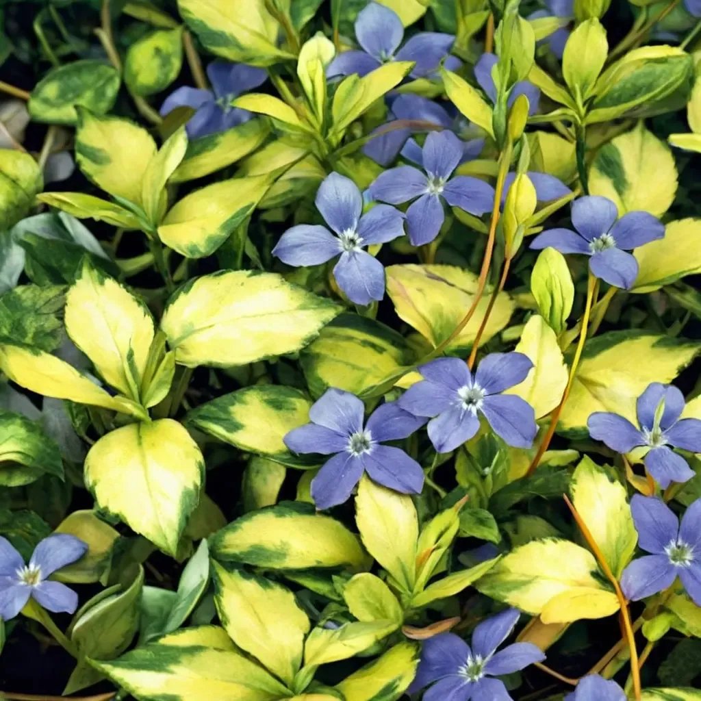 Vinca minor 'Illumination'