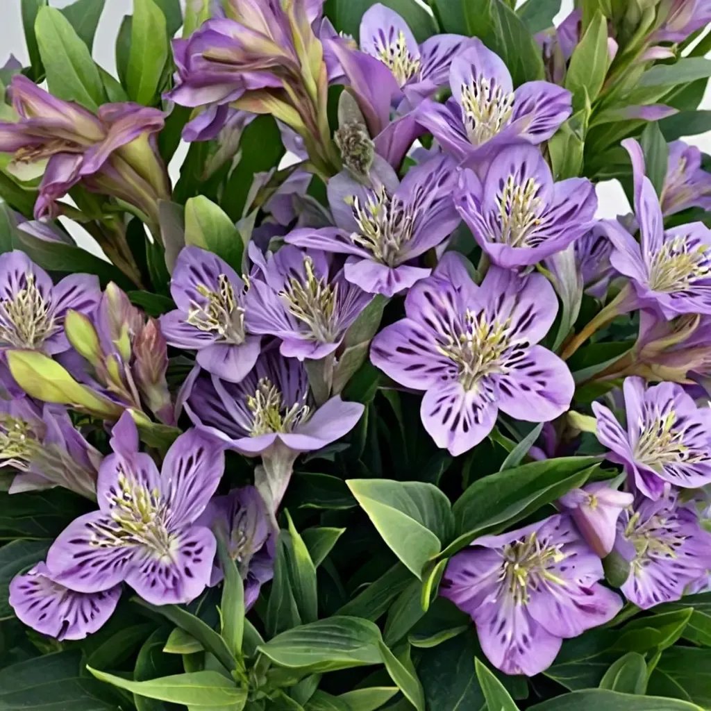 Alstroemeria x hybrida 'Inca Ocean'