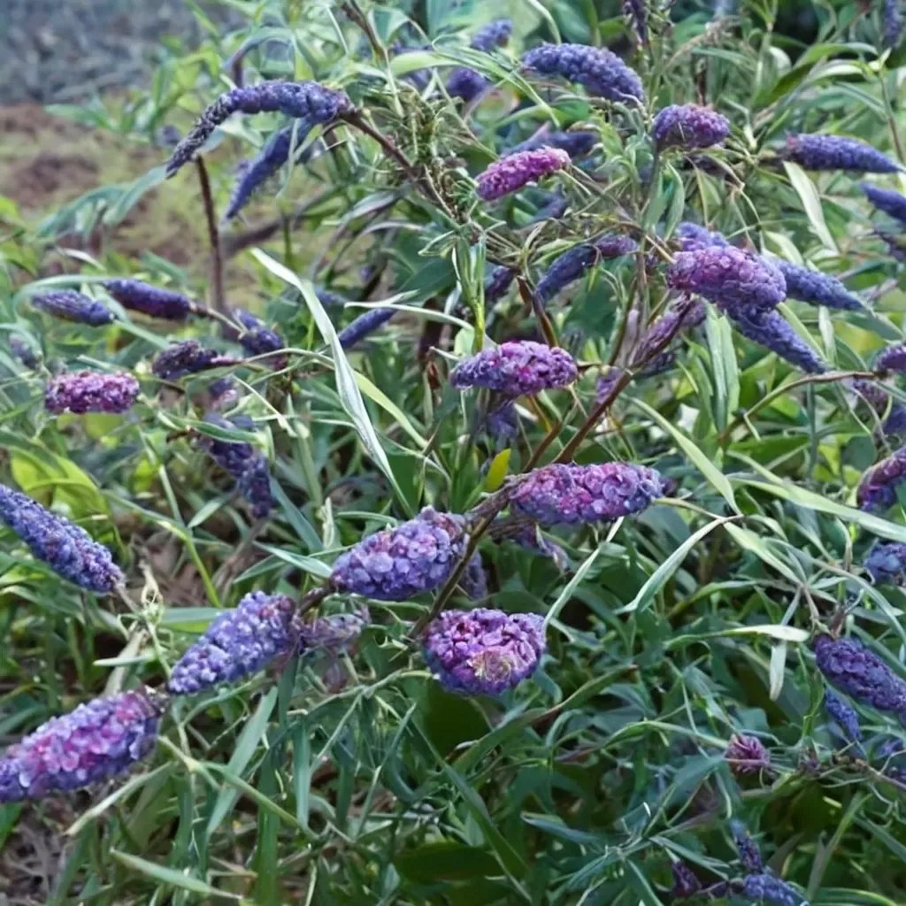 Buddleja davidii '-in-'