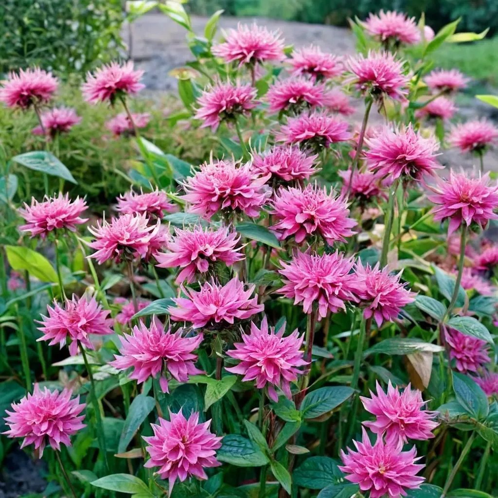 Monarda didyma 'Marshall's Delight'