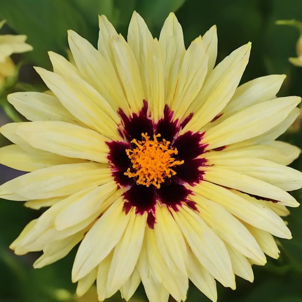 Coreopsis grandiflora 'UPTICK Cream Red'