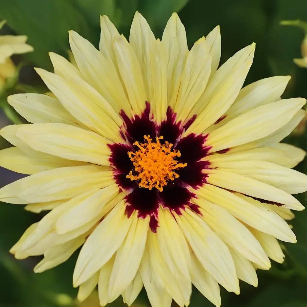 Coreopsis grandiflora 'UPTICK Cream Red'
