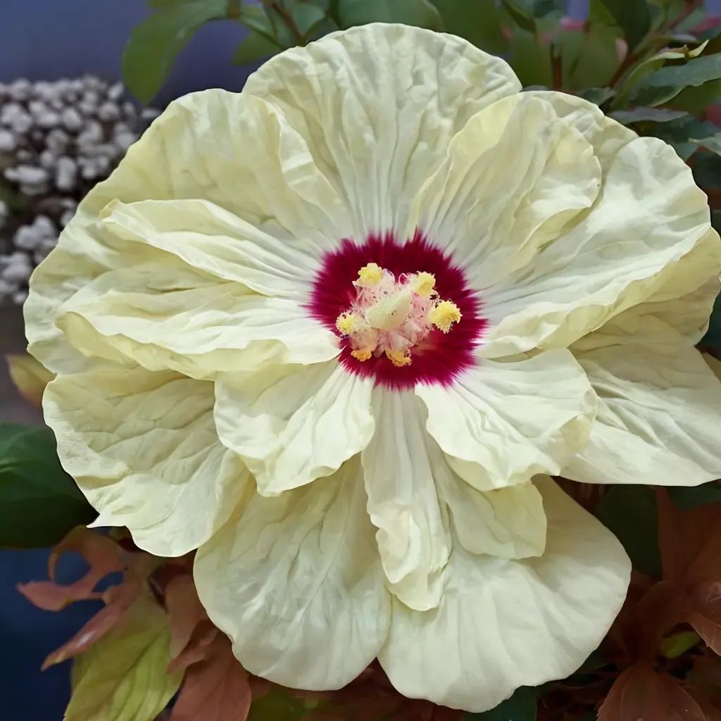 Hibiscus moscheutos 'French Vanilla'
