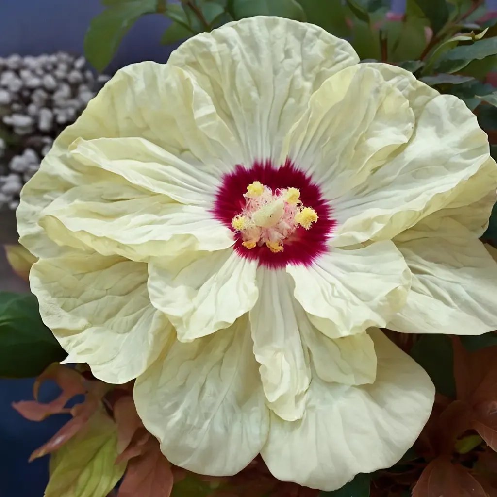 Hibiscus moscheutos 'French Vanilla'