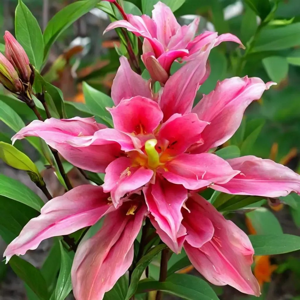 Lilium lankongense 'Elena Rose'