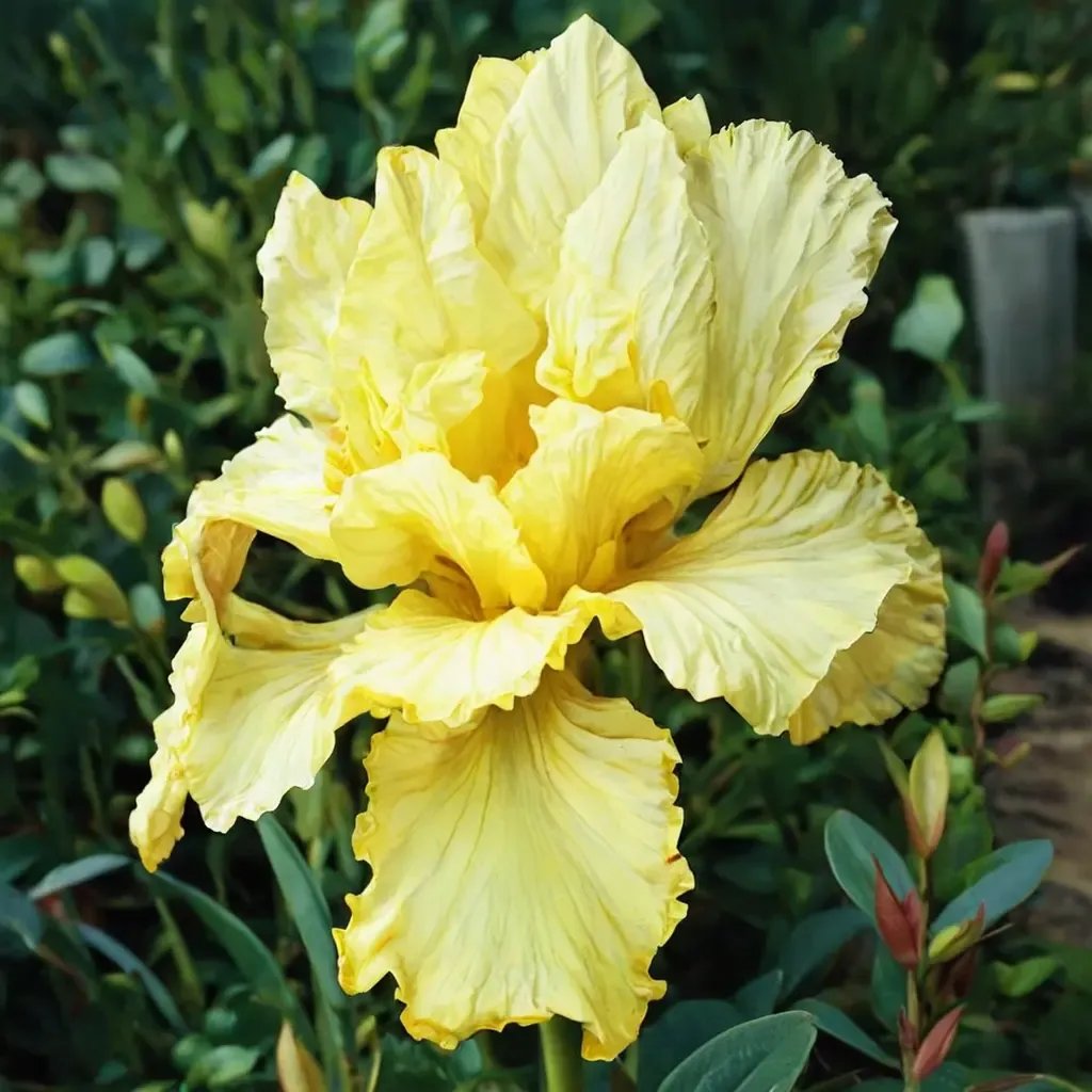 Iris x germanica 'Summer Olympics'