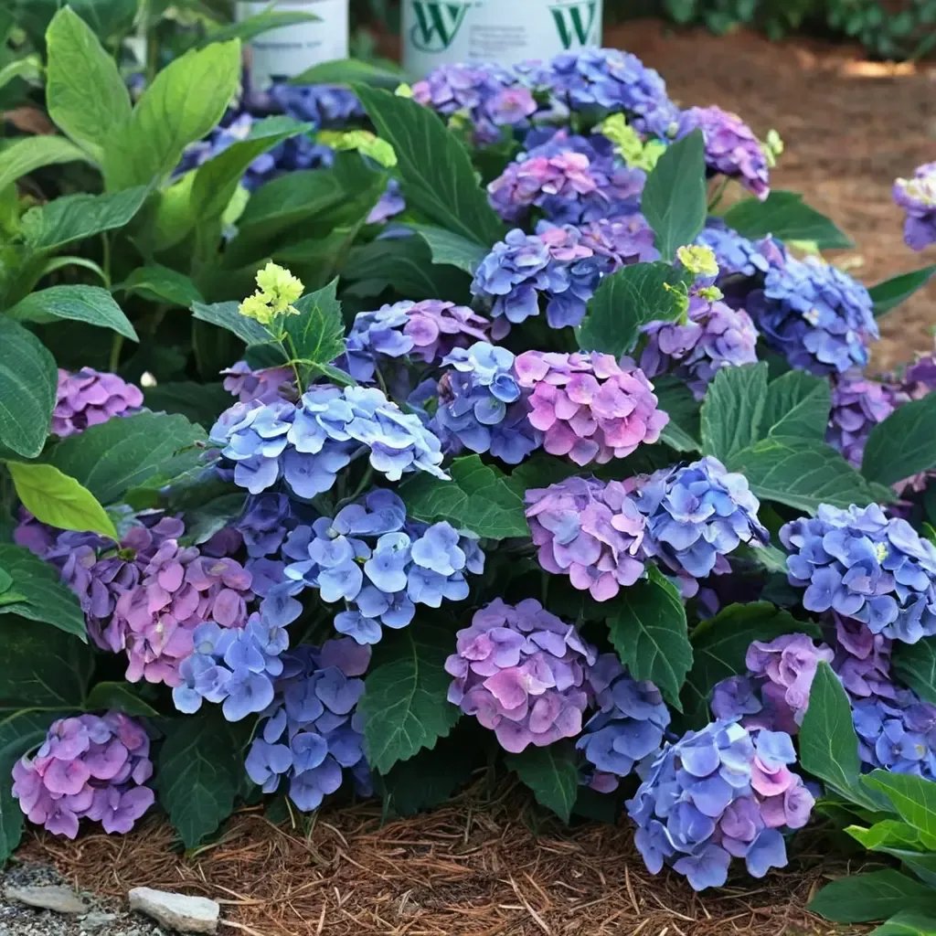 Hydrangea macrophylla 'Let's Dance Blue Jangles'