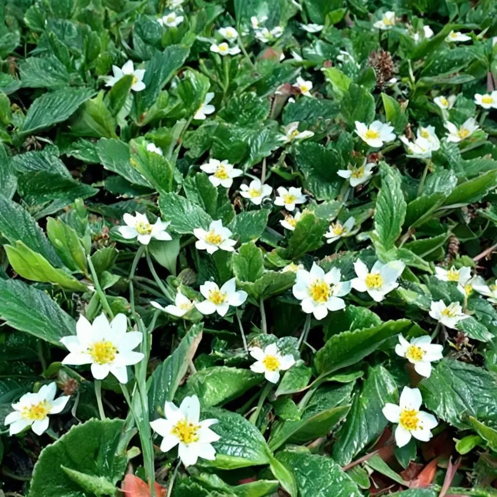 Fragaria chiloensis 'Carole Ann'