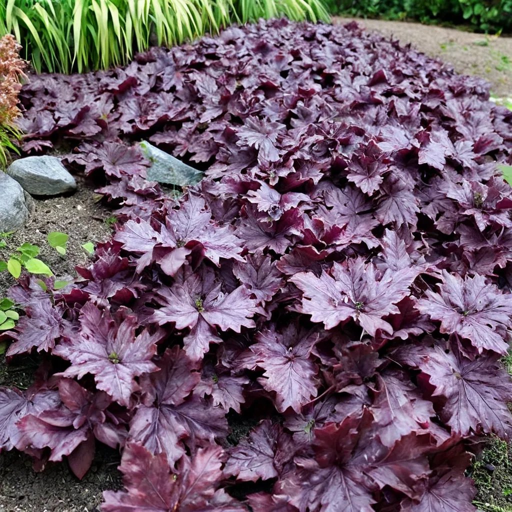 Heuchera x hybrida 'Forever Purple'
