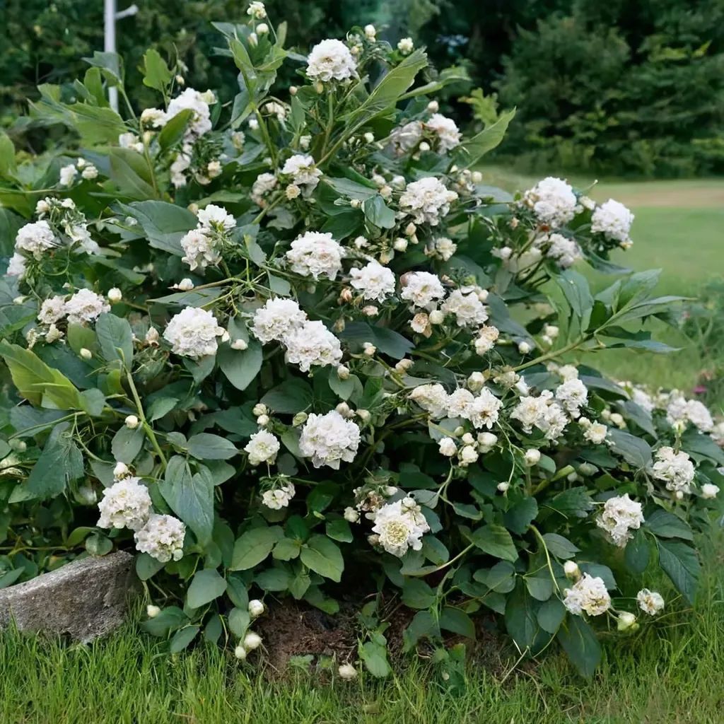 Physocarpus opulifolius