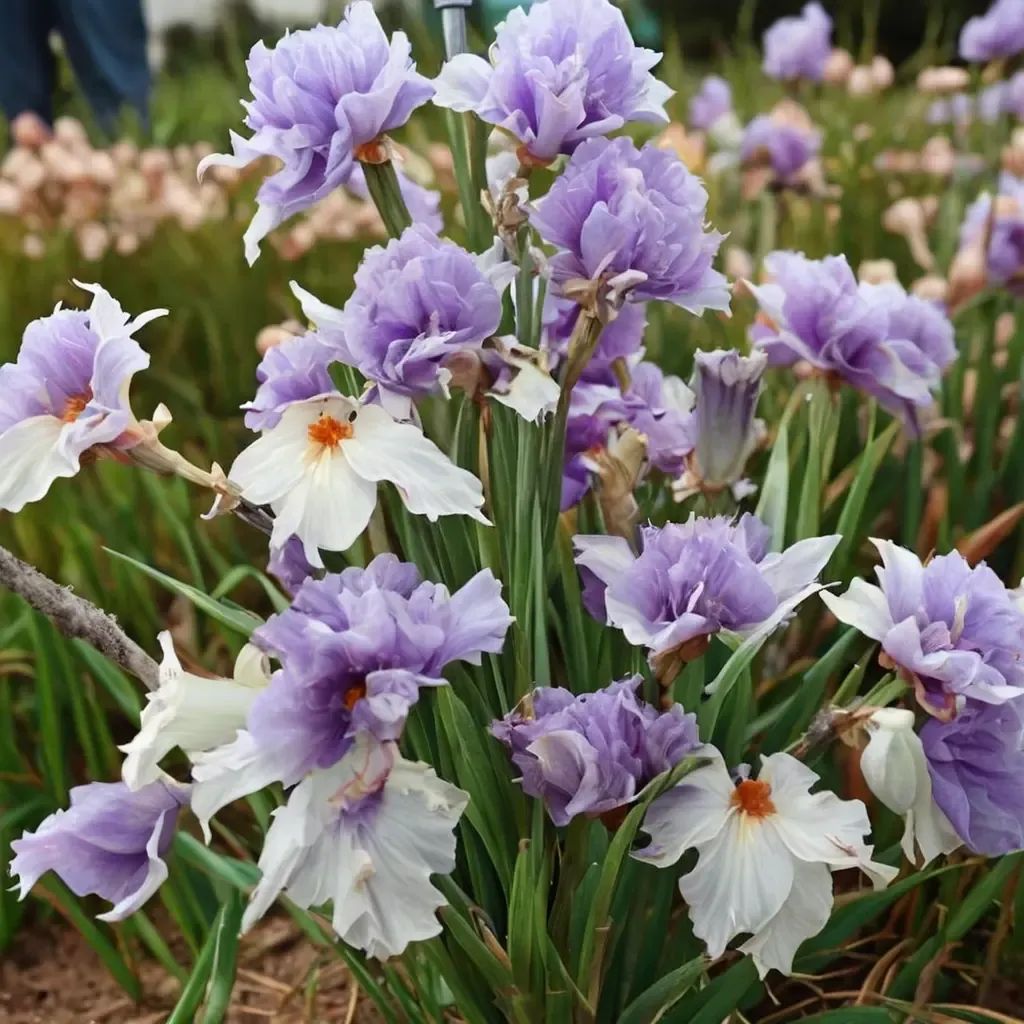 Iris iris 'Belgian Princess'