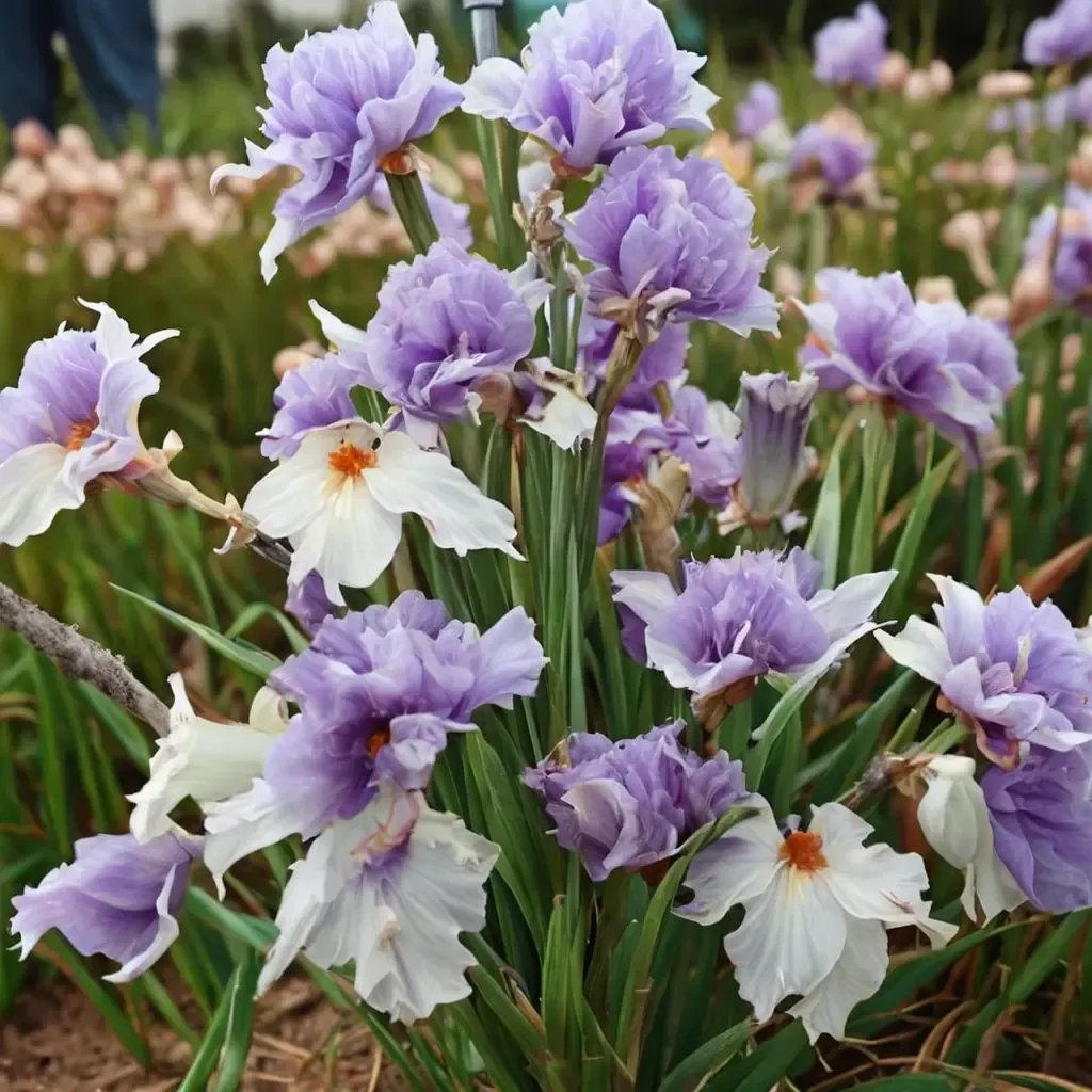 Iris iris 'Belgian Princess'