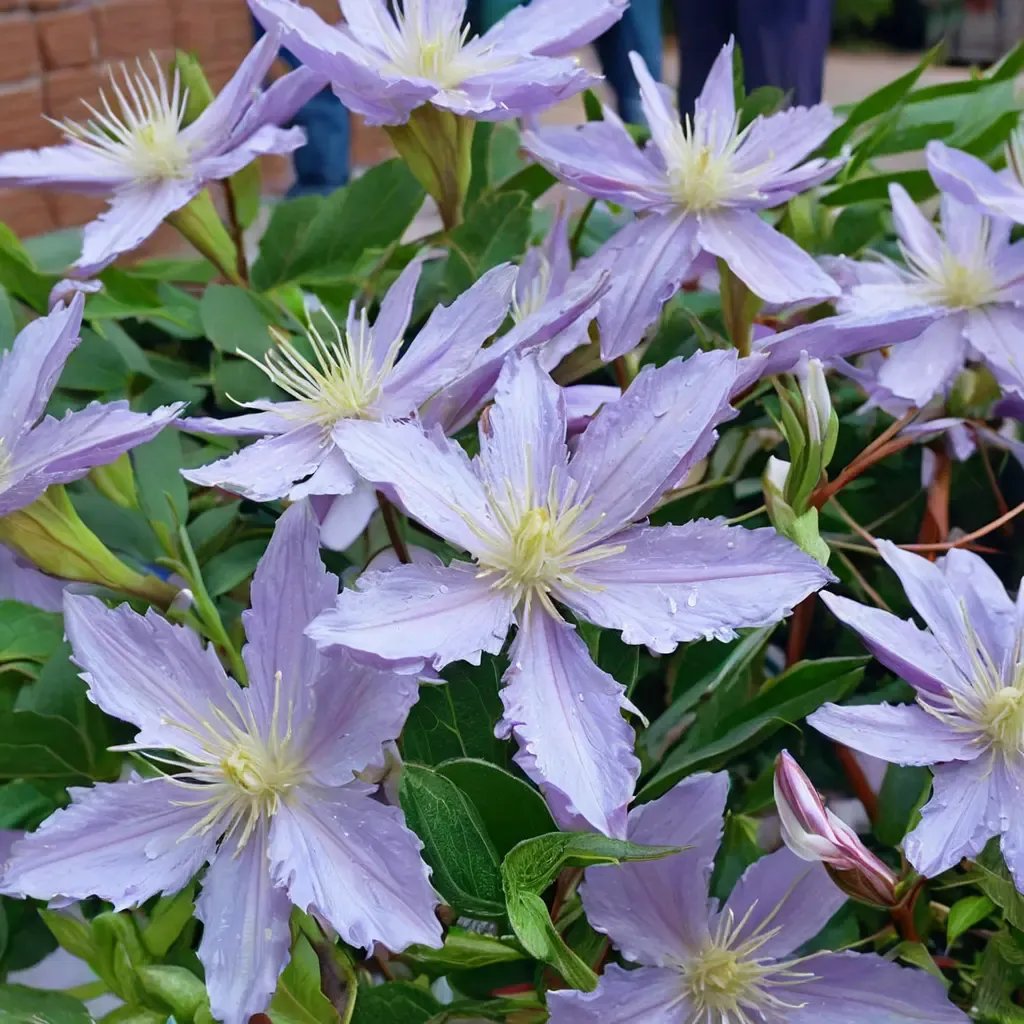 Clematis viticella 'Star River'