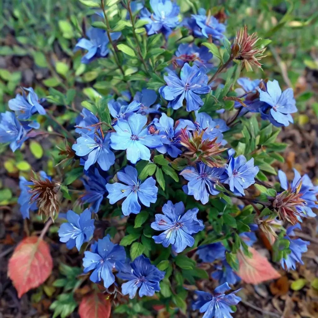 Ceratostigma willmottianum