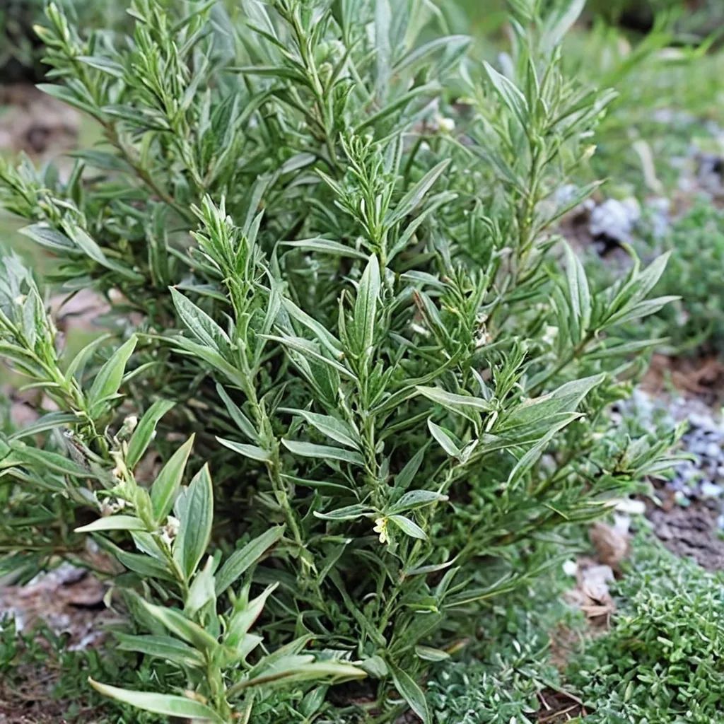 Rosmarinus officinalis 'Salem'
