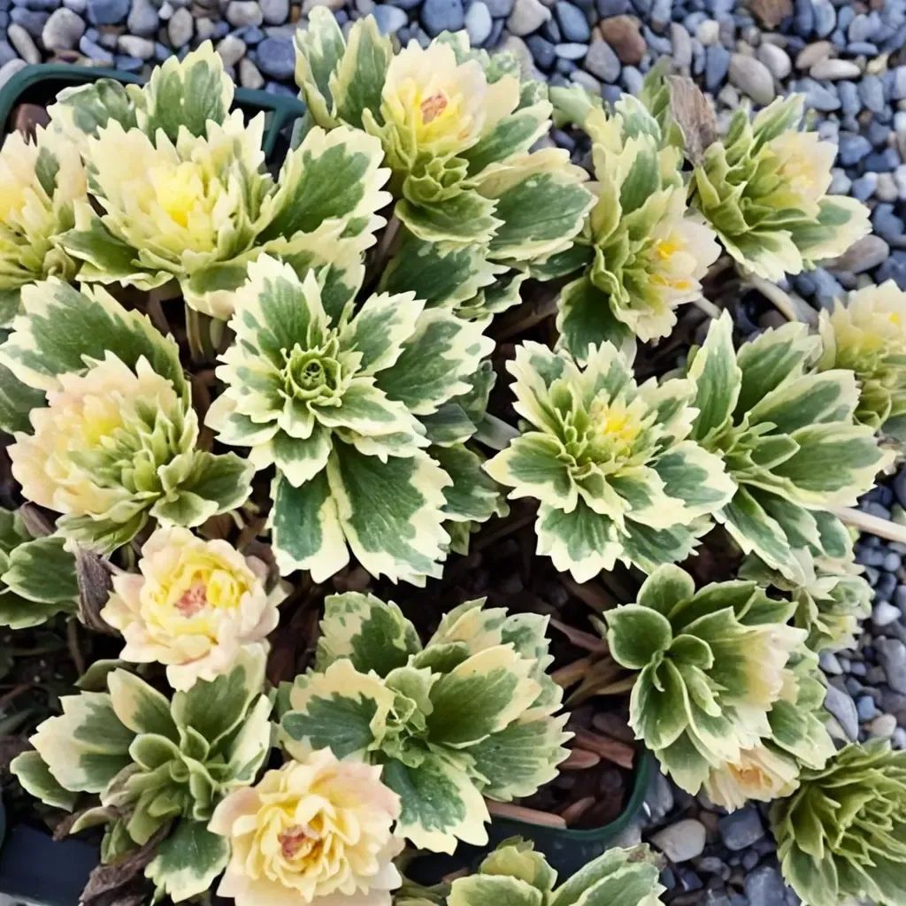 Sedum takesimense 'Atlantis'