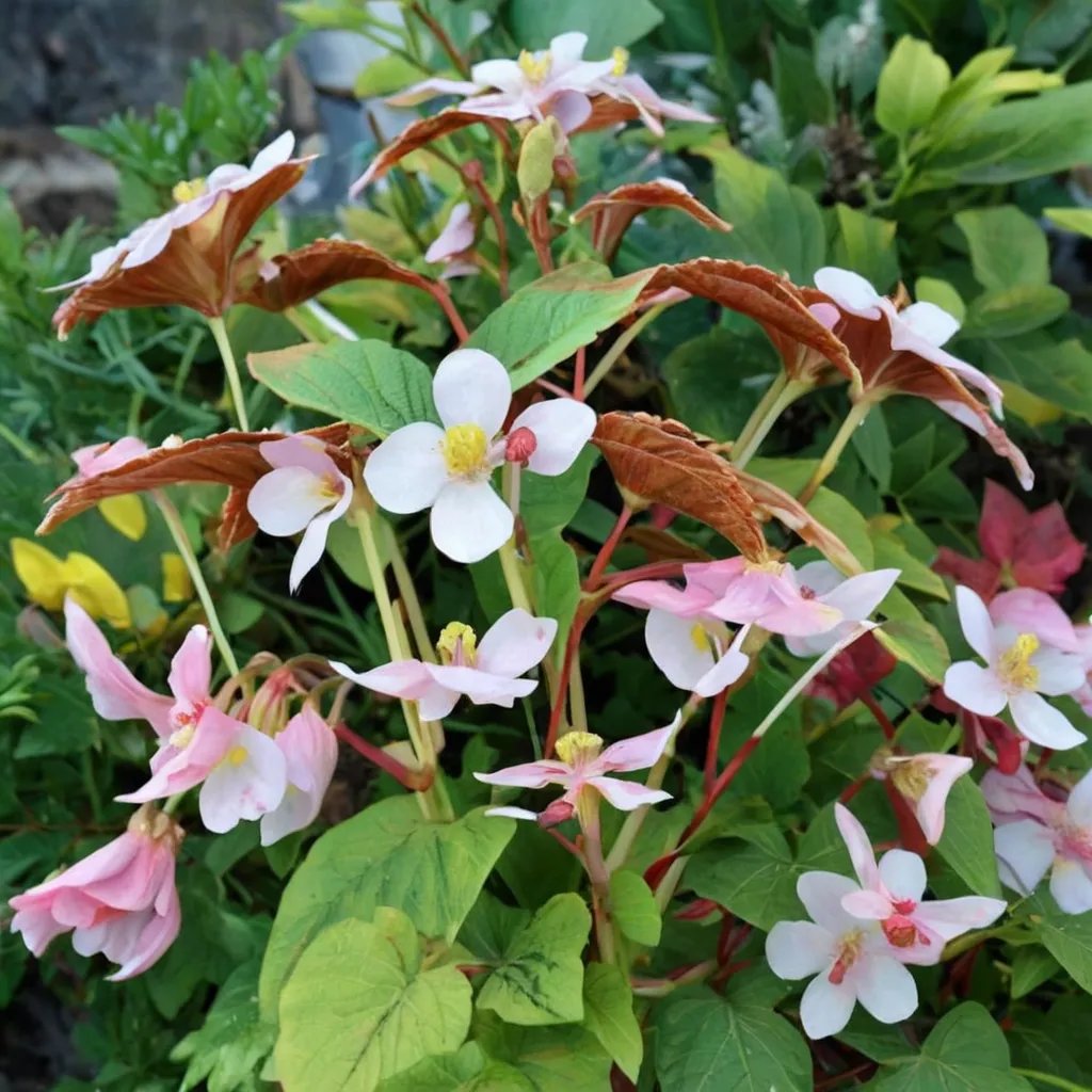 Begonia grandis 'Wildwood Purity'