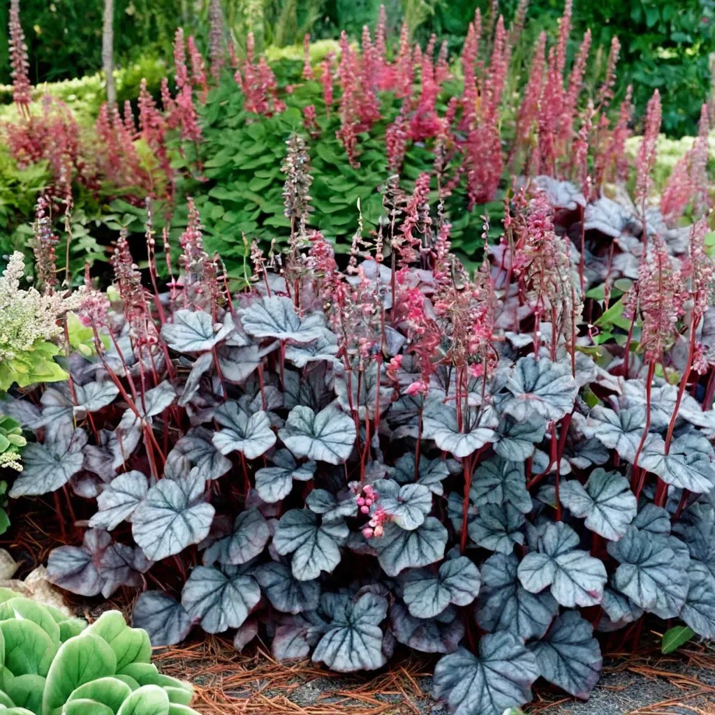 Heuchera x brizoides 'Glitter'