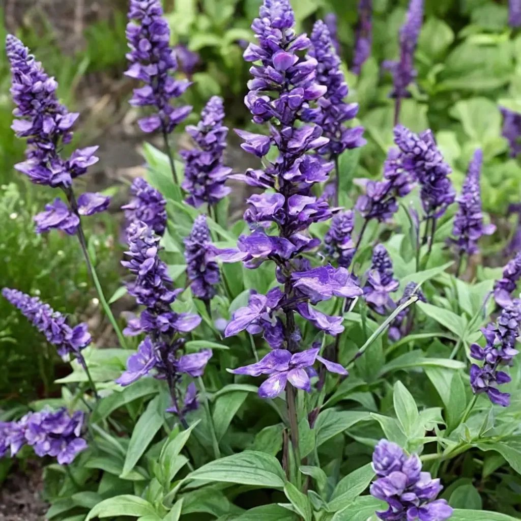 Salvia farinacea 'Evolution'