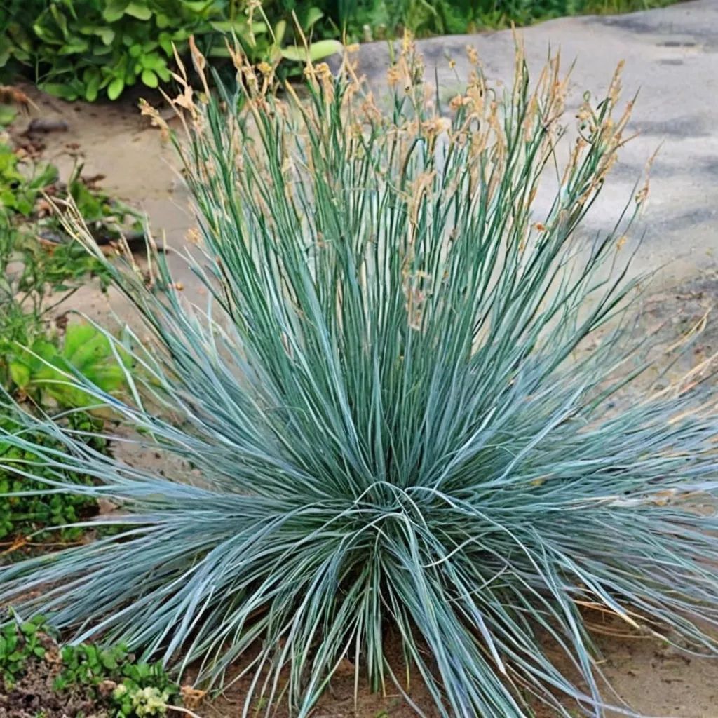 Festuca x hybrida 'Mix'