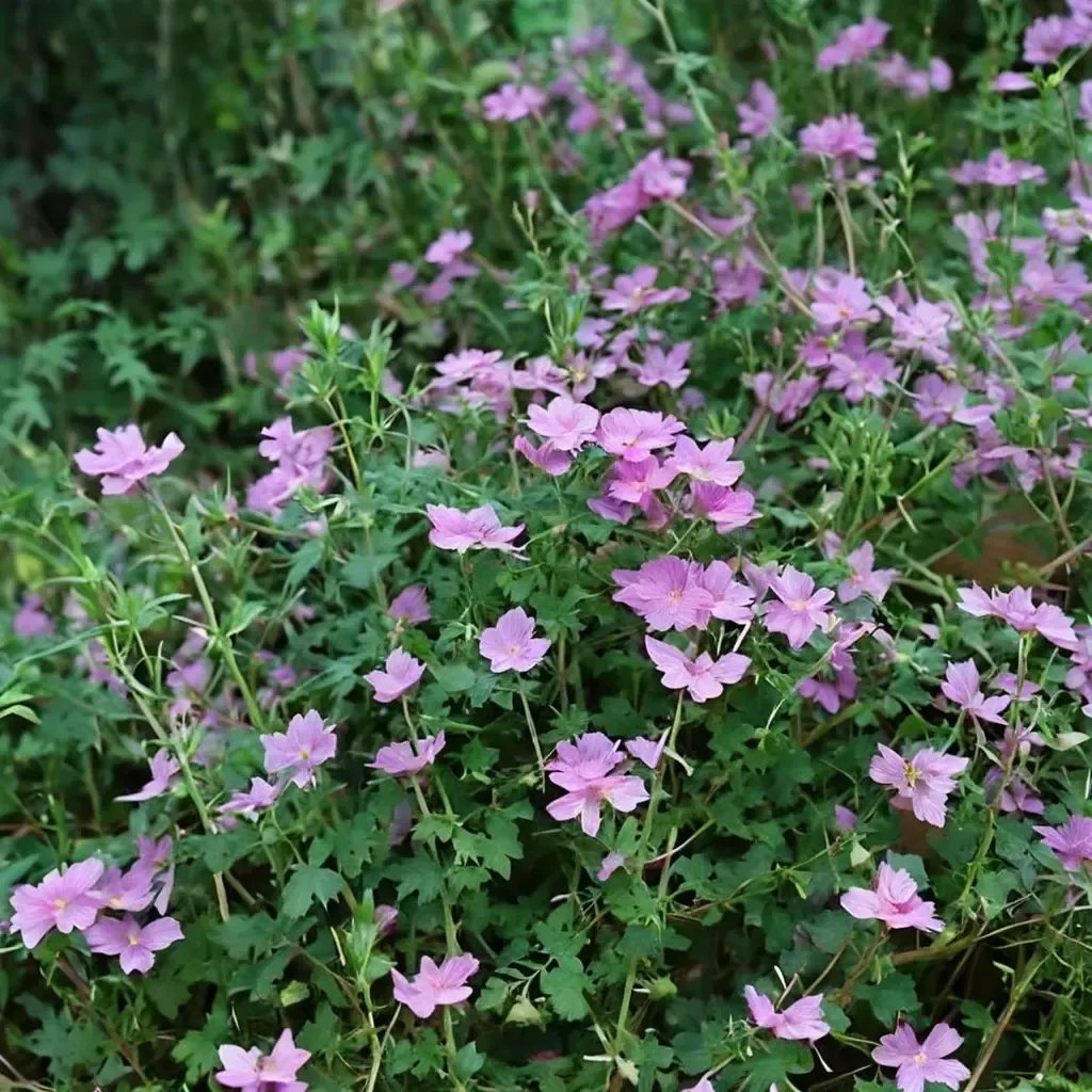 Geranium x hybrida 'Claridge Druce'