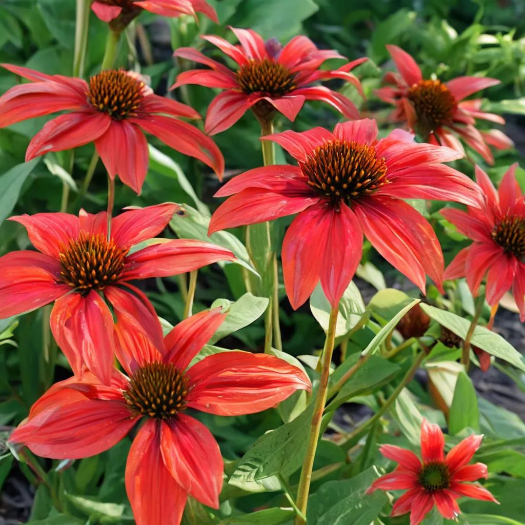 Echinacea purpurea 'Tomato Soup'