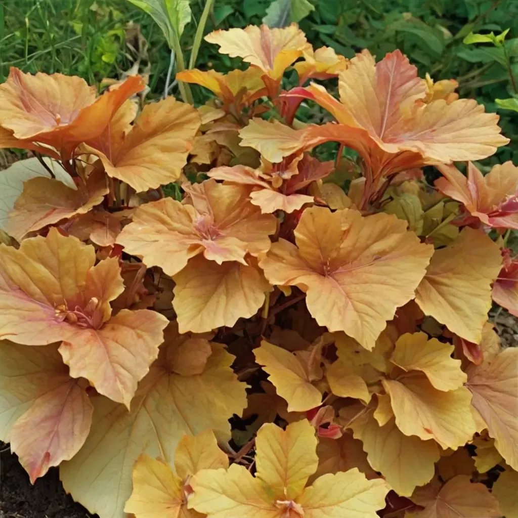Heuchera sanguinea 'Caramel'