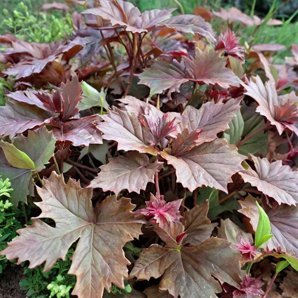 Heuchera villosa 'Bronze Wave'