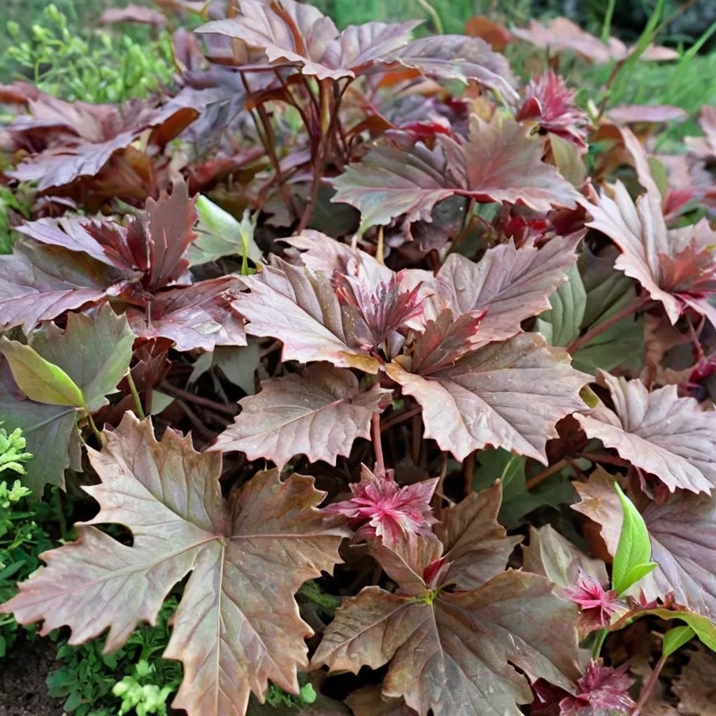 Heuchera villosa 'Bronze Wave'