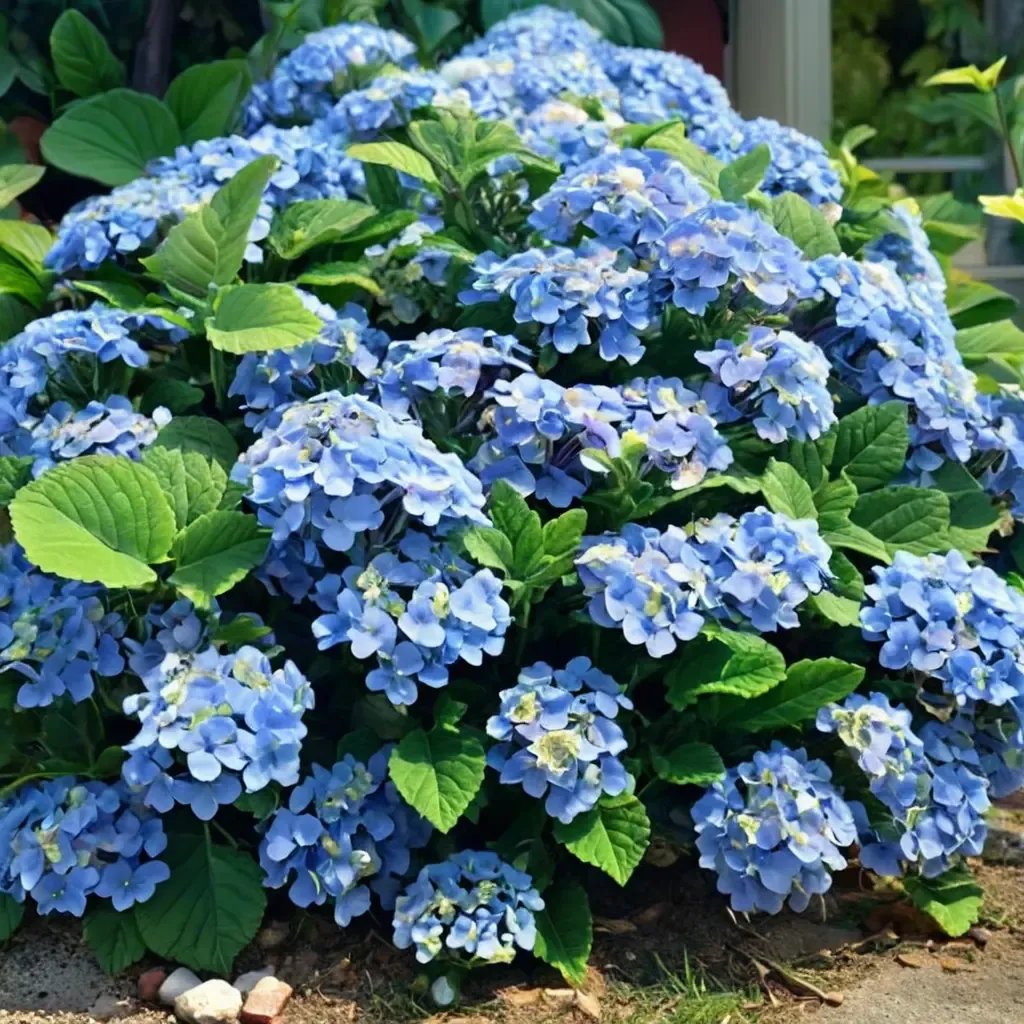 Hydrangea macrophylla 'Azure Skies'