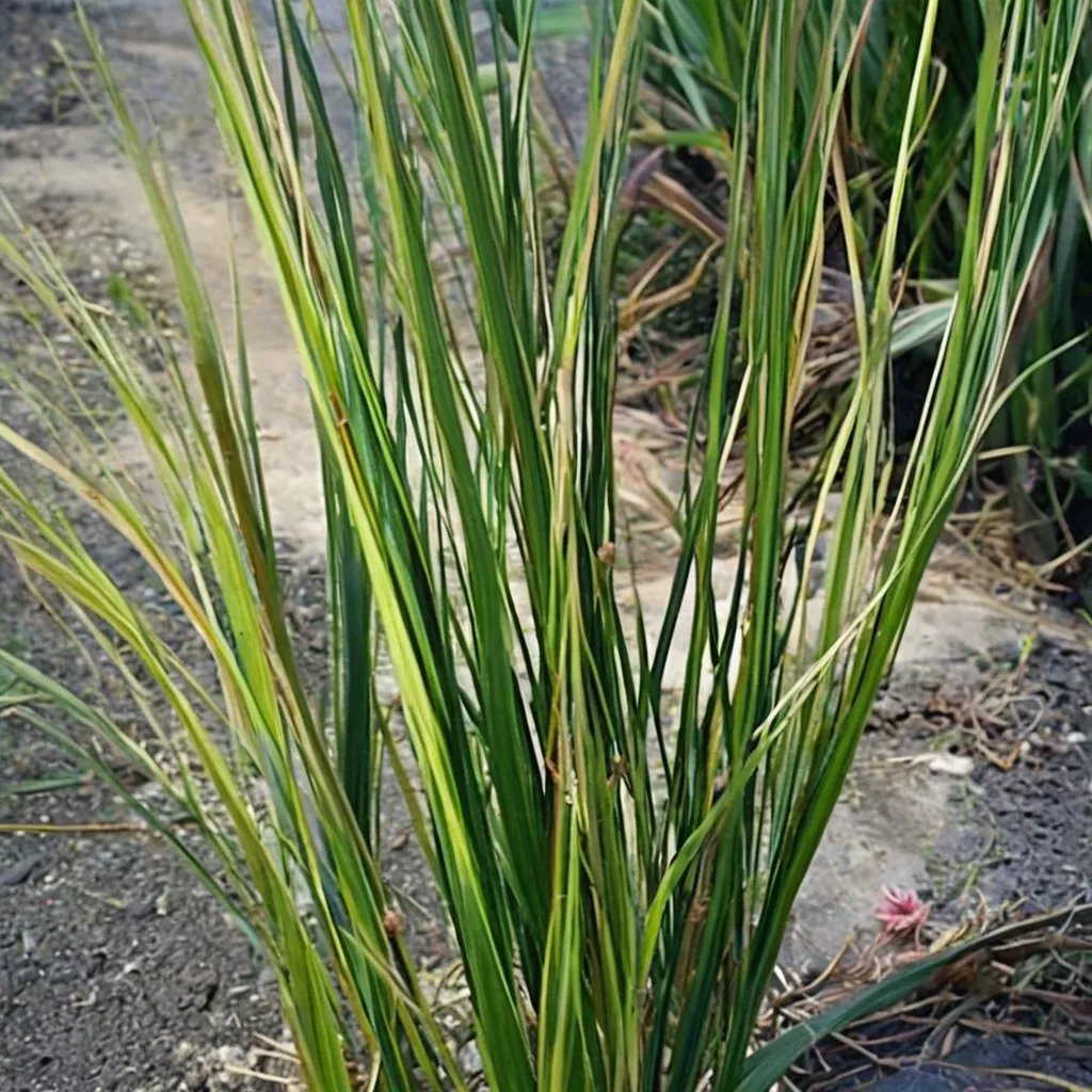 Baumea rubiginosa 'Variegata'