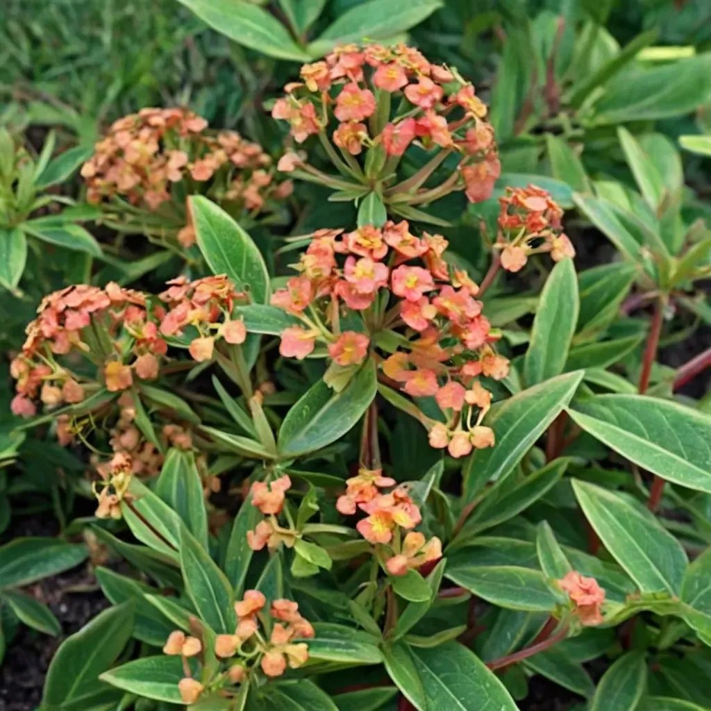 Euphorbia griffithii 'Fireglow'