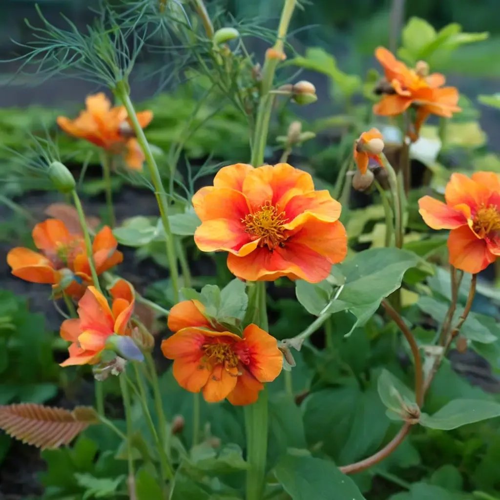 Geum roseum 'Prinses Juliana'