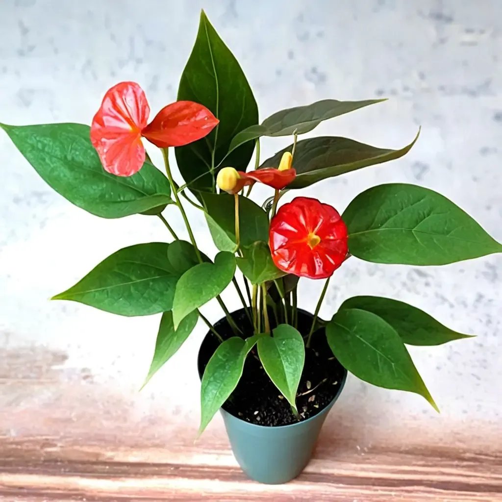 Anthurium andraeanum 'Dutch Red'
