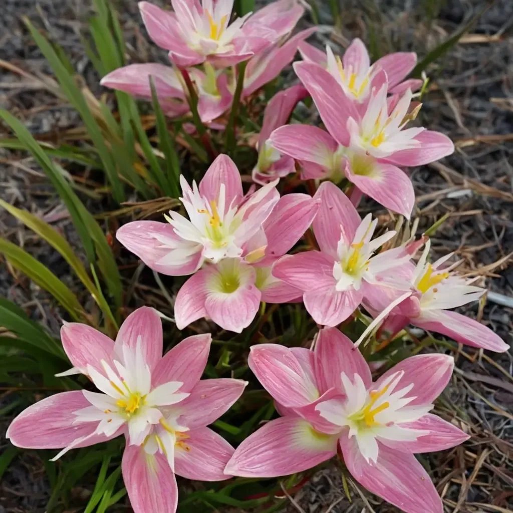 Zephyranthes x greater 'Zodiac Surprise'