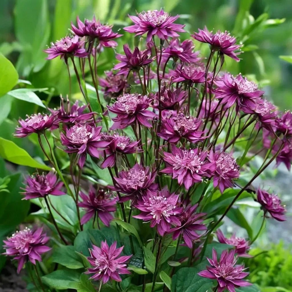 Astrantia major 'Venice'