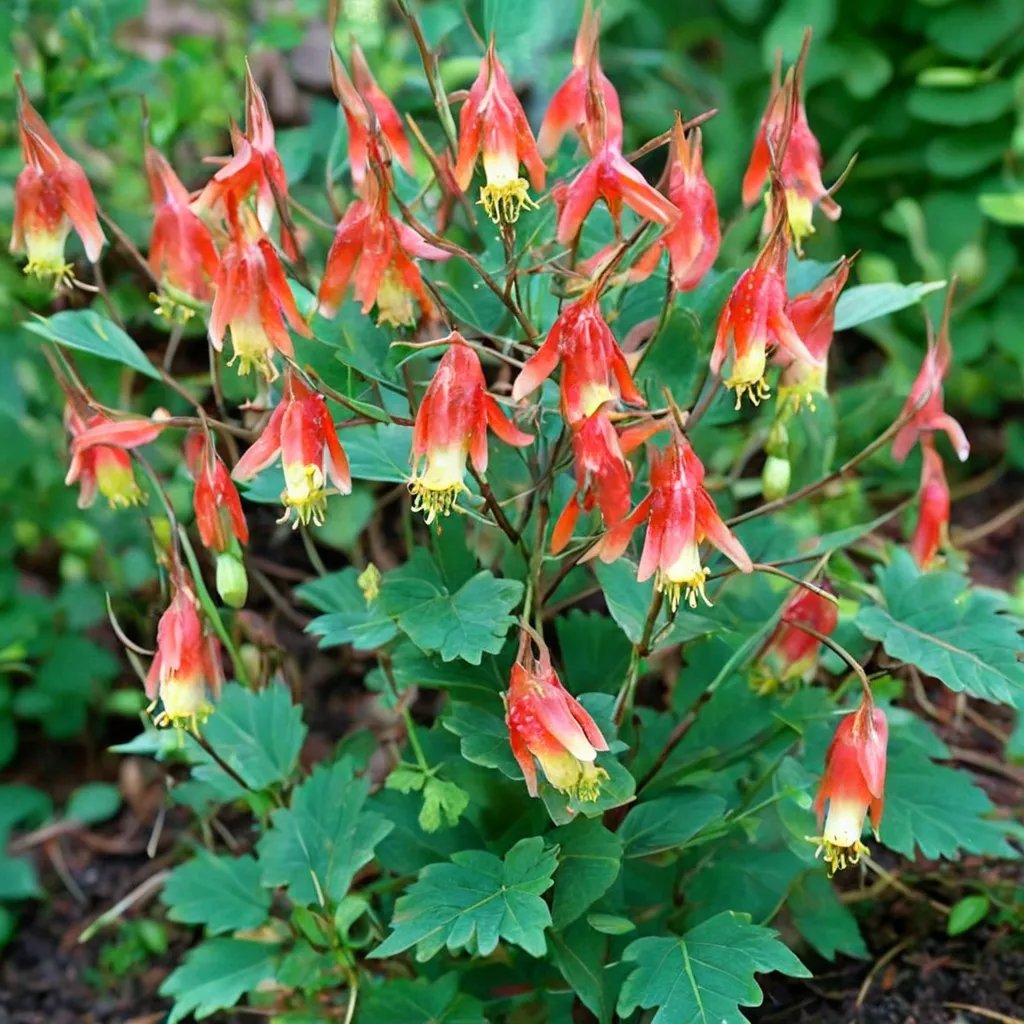Aquilegia canadensis 'Little Lanterns'